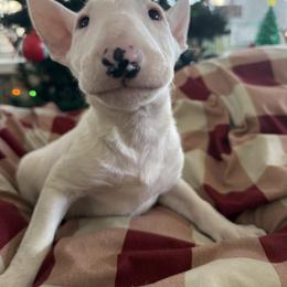Little Boy - White male Bull Terrier puppy in Withee, Wisconsin from Castlerea Kennel