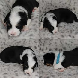 American Corgi Puppies from Cold Creek Family Farm LLC