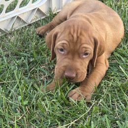 Boy 2 - Golden rust male Vizsla puppy in Windsor, Maine from Pleasant Ridge