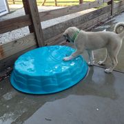 Kangal Puppies from DASA Ridge Kangals