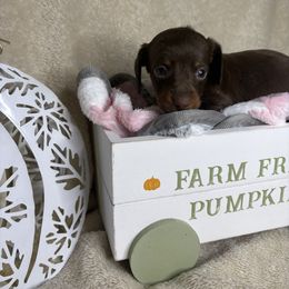 Star - Chocolate and tan female Dachshund puppy in Richwood, West Virginia from Wild and Wonderful Wieners