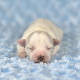 Winston - White male Miniature Schnauzer puppy in Ely, Nevada from Great Basin Miniature Schnauzers