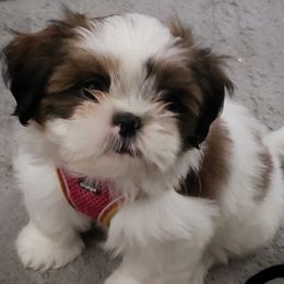 Shih Tzus from Shelly's Shih Tzus