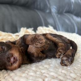 Jolene - Chocolate female Goldendoodle puppy in Ottawa, Ohio from Simply Beautiful Goldendoodles
