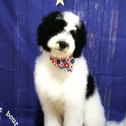 Labradoodles and Poodles from Labradoodles of North Texas