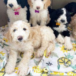 Sheepadoodle Puppies from Sunflower Family Farms
