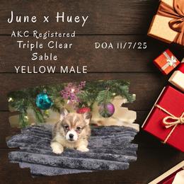 Yellow male - Sable male Pembroke Welsh Corgi puppy in Campbellsburg, Indiana from Kates Corgis