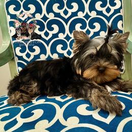 Doodlebug - Black and gold male Yorkshire Terrier puppy in Bloomingdale, Georgia from Harrington Yorkies
