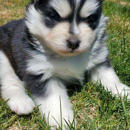Pomsky Puppies from Blue Mountain Pomskies