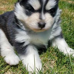 Pomsky Puppies from Blue Mountain Pomskies