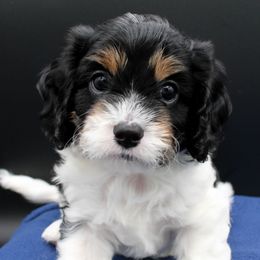 Bluey - Tri-color male Cavapoo puppy in Hendersonville, North Carolina from Grayfinn House