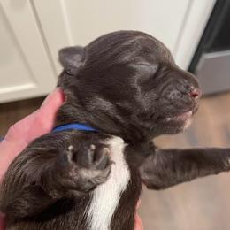 Bruno - Liver male Miniature Schnauzer puppy in Interlachen, Florida from Pam's Schnauzers