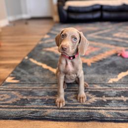 Ivy - Silver gray female Weimaraner puppy in Riverside, Utah from Blue Phantom Kennels