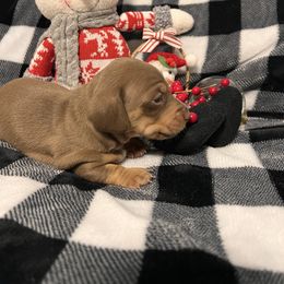 Cricket - Gray (blue) and tan female Dachshund puppy in Hortense, Georgia from Willow’s Legacy