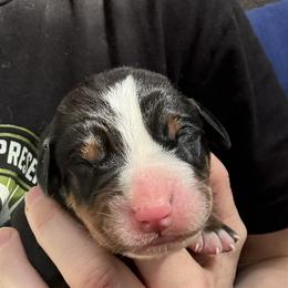 Black boy - Black, white and red male Greater Swiss Mountain Dog puppy in Woodland, Washington from Woodland Swissie’s