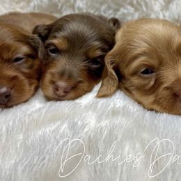 Dachshund Puppies from DachiesDash