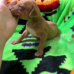Girl 3 - Rd whtn brn nose female Rhodesian Ridgeback puppy in Ocala, Florida from DogWood Kennels