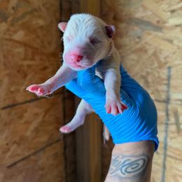 Girl 5 - White female Siberian Husky puppy in Uhland, Texas from Siberian Huskies