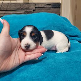 Dachshund Puppies from Grecian Kennel