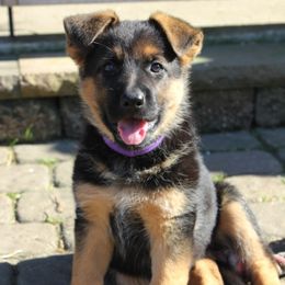 German Shepherd Puppies from Southern Creek (Vom Südlicher Bach) German Shepherds