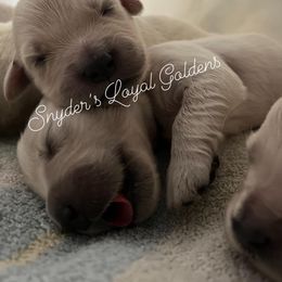 Golden Retriever Puppies from Loyal Golden Retrievers