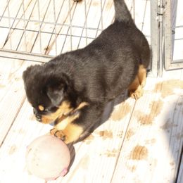 Rottweiler Puppies from Flusstal Rottweilers