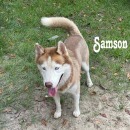 Samson - Siberian Husky