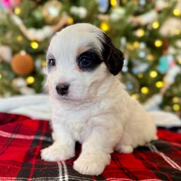 Red Collar - Tri-color male Bernedoodle puppy in Indiahoma, Oklahoma from Farm Fresh Doodles