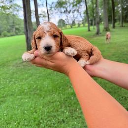 Bugatti - Red  male Goldendoodle puppy in Brookville, Pennsylvania from Woodland Mountain Doodles