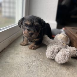 Miniature Schnauzer and Yorkshire Terrier Puppies from Copper Rose Farm