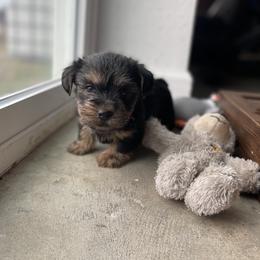 Miniature Schnauzer and Yorkshire Terrier Puppies from Copper Rose Farm