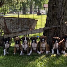 Boxer Puppies from Raynen Boxers, LLC
