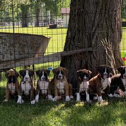 Boxer Puppies from Raynen Boxers, LLC