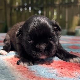Girl 2 - Brindle and white female Shih Tzu puppy in Mobile, Alabama from FluffyTail Shih Tzu