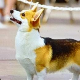 French Bulldogs and Pembroke Welsh Corgis from Nightstar