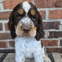 Lilly - Liver white and tan female English Springer Spaniel puppy in Statesville, North Carolina from BAR Z Springers