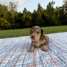 Colten - Dapple male Dachshund puppy in New Albany, Mississippi from Double A. Doxies