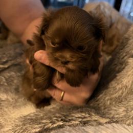 Sassy - Liver female Shih Tzu puppy in Statesville, North Carolina from Grimmly Blue’s Shih Tzus