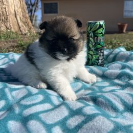 Pomeranian Puppies from Royal Paws Of Colorado