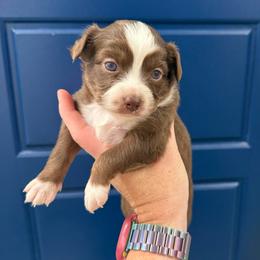 Bingo - Red tri female Toy Australian Shepherd puppy in Caddo Mills, Texas from R & W Aussies
