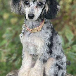 Blair - Poodle