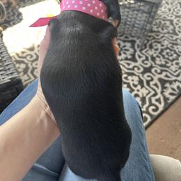 Dachshund Puppies from Dapper Dachshund