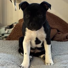Staffordshire Bull Terrier Puppies from Equinox Staffords