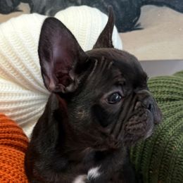 Hershey - Liver male French Bulldog puppy in Elberta, Alabama from Blue Ribbon French Bulldogs