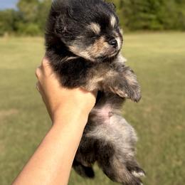 Theodore - Black and tan male Pomeranian puppy in Scottsburg, Virginia from Summer Set Poms