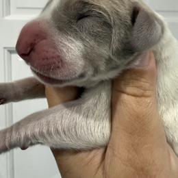 Guinness - Fawn male Great Dane puppy in Florida from Beachside Kennels