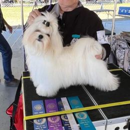 Billy - Maltese