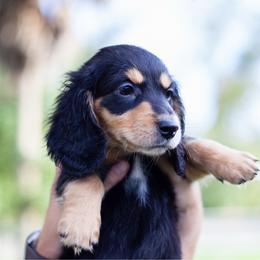 Grookey - Black and tan male Dachshund puppy in Tampa, Florida from EntityDachs