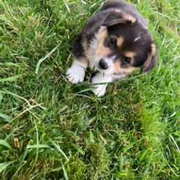 Pembroke Welsh Corgi Puppies from Red Wagon Farm