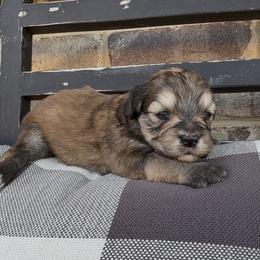 Reese's 1800 Valentines Special - Grizzle female Sheepadoodle puppy in Cartersville, Georgia from Simply Blessed Doodles
